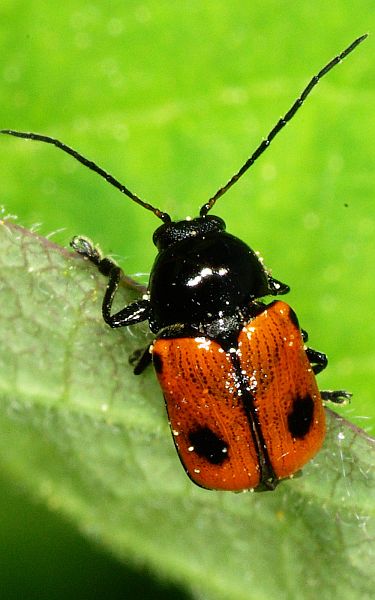 Coleopterologe.de Makroaufnahmen Chrysomelidae